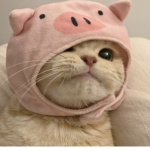 아잉쯧