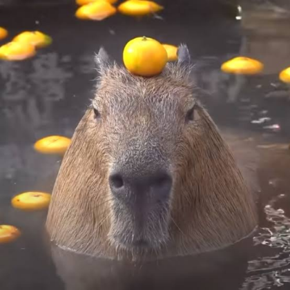 Capybara Roblox decal