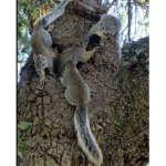 Squirrel Army!
