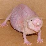 Little RATS That Dont Like CATS