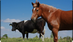Animals cows and horses
