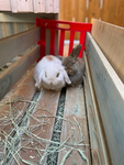 The Adorable Bunny Club