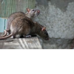 Rats