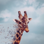 Cloudy_giraffe
