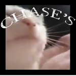 chase's silly little group