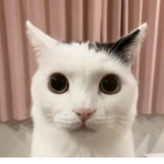 swag cats studio