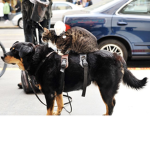 DOGGY CATTY RATTY