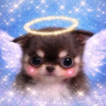 Dollź
