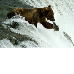 the drip bears