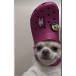 Dip dogs in deez