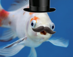 The Mr Fish Fam