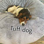 Da basset pups