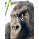 head monkey