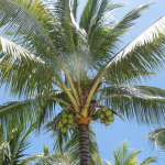 - coco’s coconuts! -