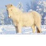 I love horses a lot