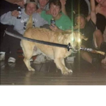 Cachorro espadachim