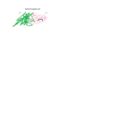 Salmon Fungus