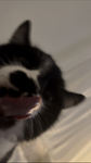 heᵃʳᵗache