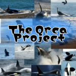 The Orca Project