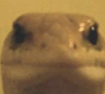 Lizards +