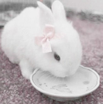 pink dollie