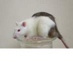 Poopy rats