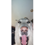 yor mam