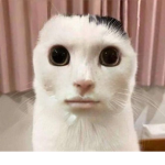 lorella
