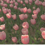 paski's tulip >-<