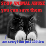 Animal Helpers We Care