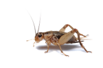 The TR:UD Grasshoppers >:3