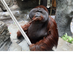 Ded deflated apes