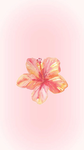 Blossom daisy
