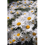 Hollys daisys!