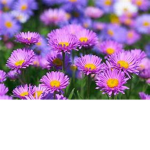 Flowers flowers flowers