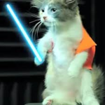 city cat man
