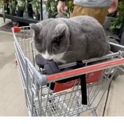 Item Buyer!