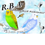 • The R B A : Raising Bird Awareness •