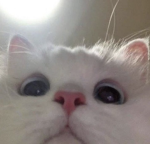 Muhammer Emote Store Group Thumbnail