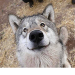 Werecanines