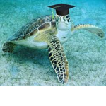 A turtle that got out of school