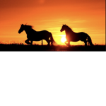 Sunset rides