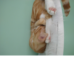 Kittie's Cat
