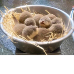THe hoLy PoTaToes ;w;