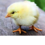 Chicken agent