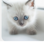 Cat club. and fun times fun