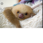 sloth_us