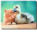 the duck and popcat family
