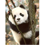 ~The sweet animal group~