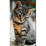 Catlover098076 cat cat cat